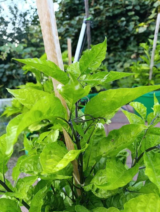Plantas de Carolina reaper e ghost pepper já transplantadas em balde de 25 litros