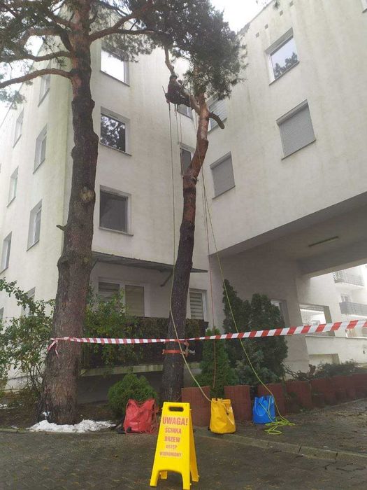 Wycinka drzew,skracanie i formowanie koron,ścinka drzew trudnych,rębak