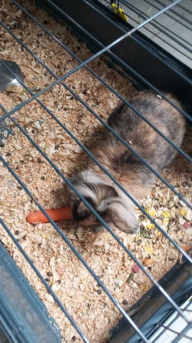 Gaiola de 1 metro com coelhinho mini lop bellier