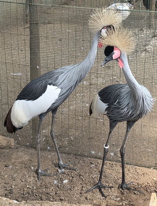 Casal de grous coroados