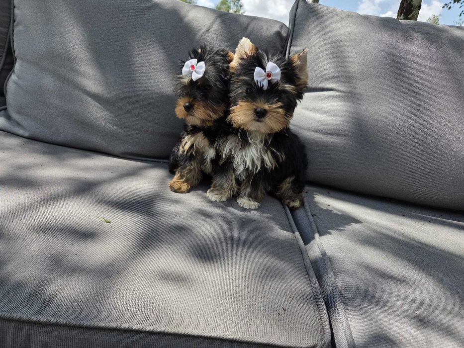 York yorki Yorkshire Terrier