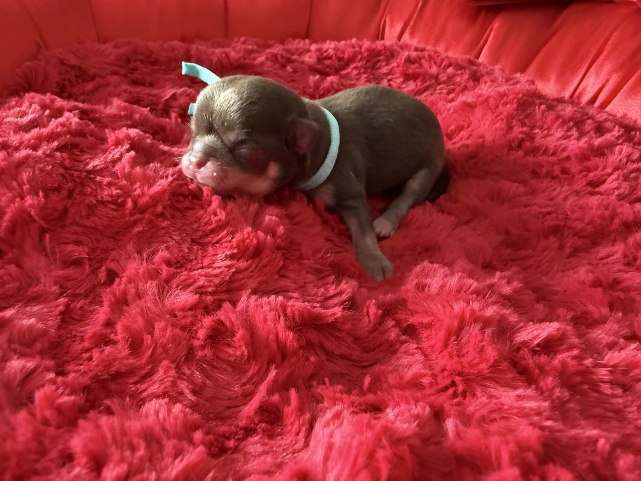 Chihuahua krotkowlosa