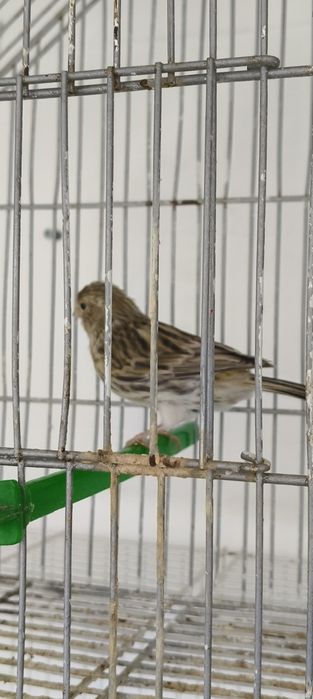 Vendo fêmea de canário