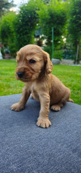 Cocker Spaniel z rodowodem