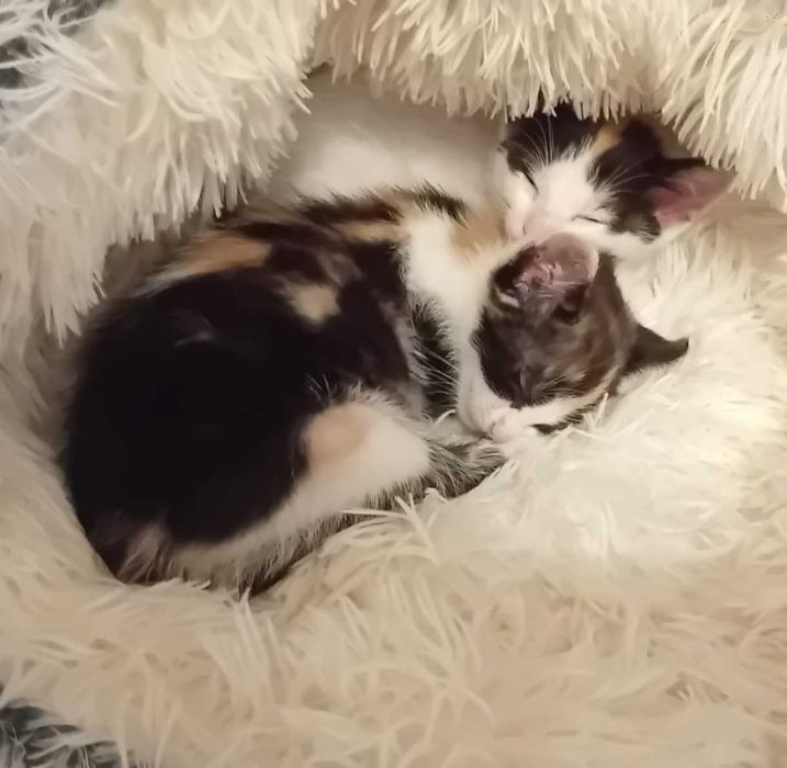 Gatinhos com 2 meses para adoção responsável em Gondomar