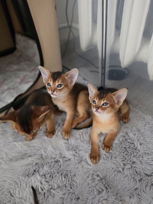 Kot abisynski kotek abisynski kociak