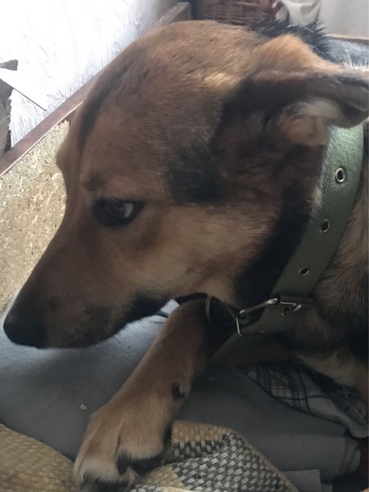 Собачка, дівчинка в добрі ручки!