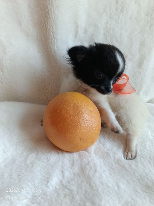 Chihuahua piesek chłopiec samczyk dlugowlosy