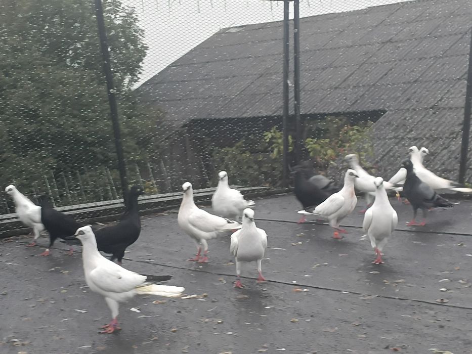 Gołębie wiedeńskie