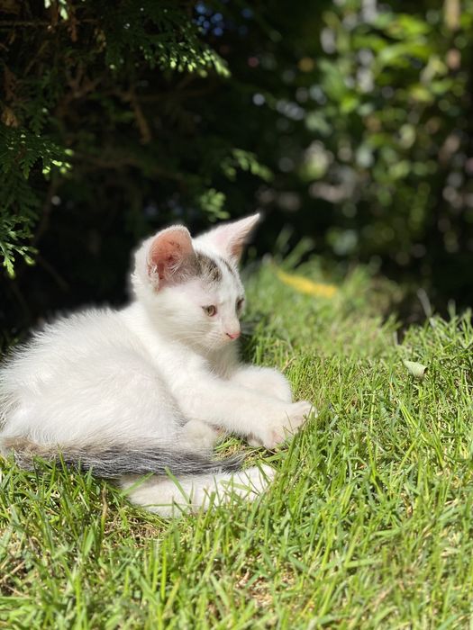 Кішка та її кошеня шукають люблячих господарів