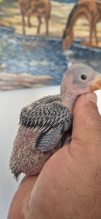 Ring neck azuis e azuis turquesa para  criar a mão