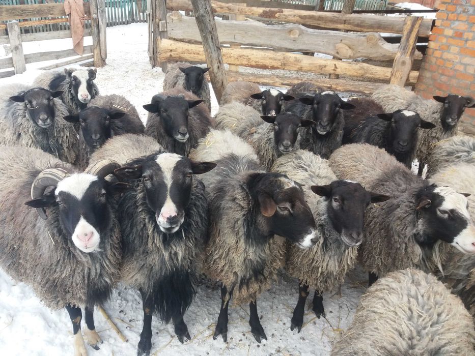 Продам вівці, барани, ягнята романівської породи, барани на плем'я