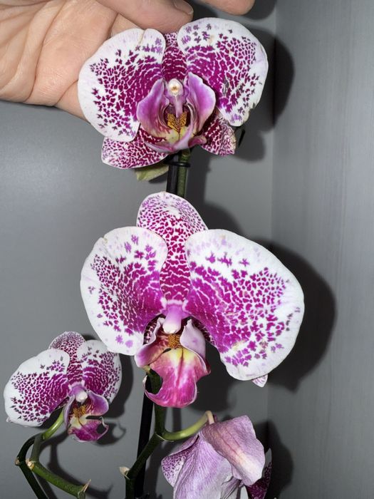 Орхідея Arwen, сортова орхідея, уцінка.