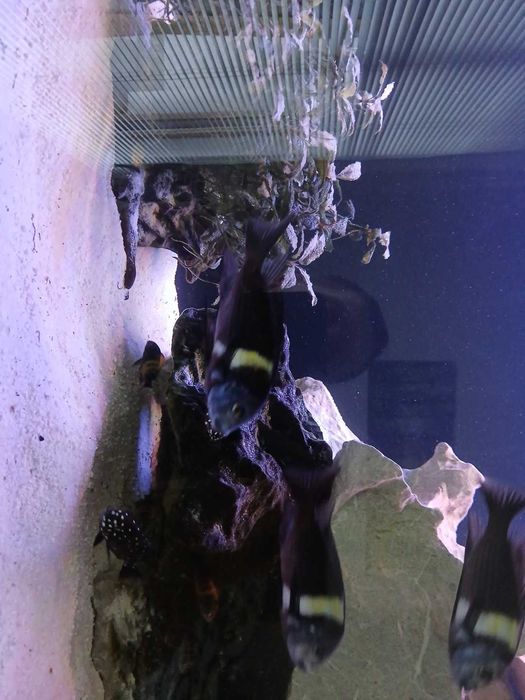 Tropheus  bemba dubois kiriza młode i dorosłe