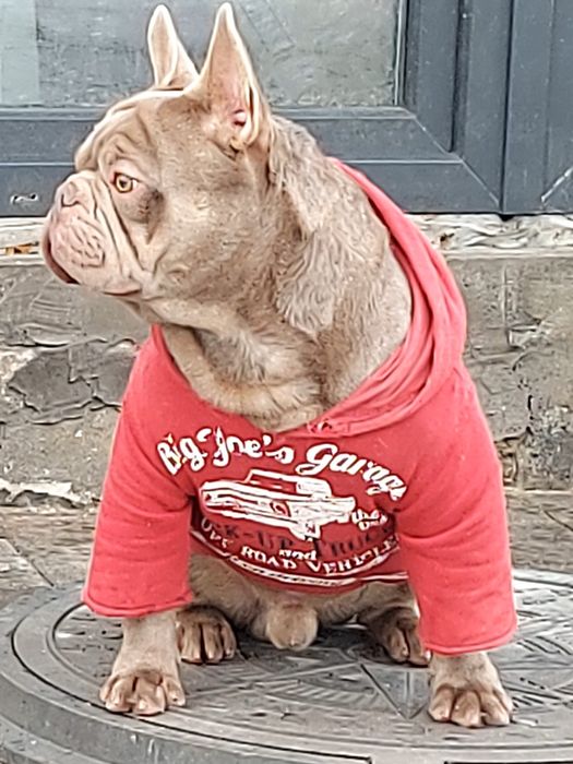 Вязка французский бульдог изабела