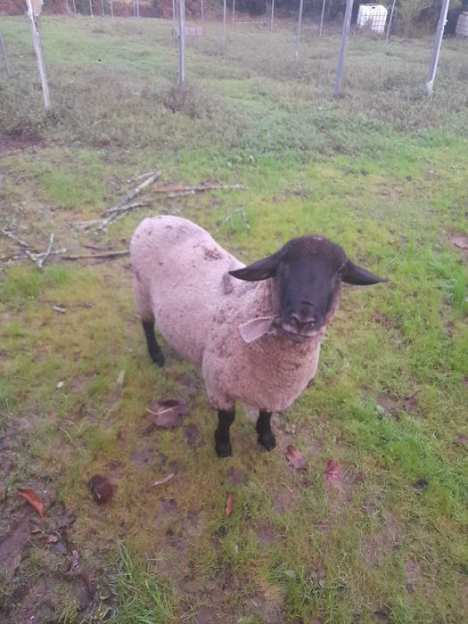 Casal Ovelhas Suffolk, a ovelha está prenha