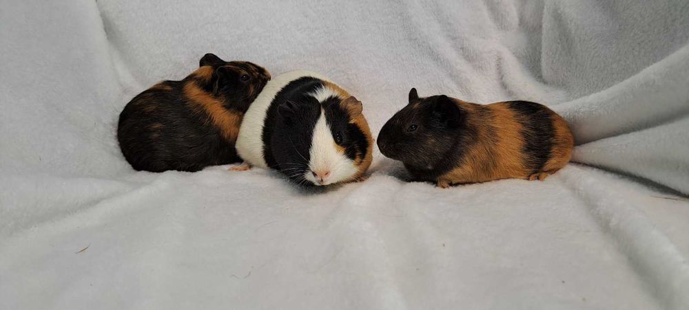 Морські свинки різні кольори.