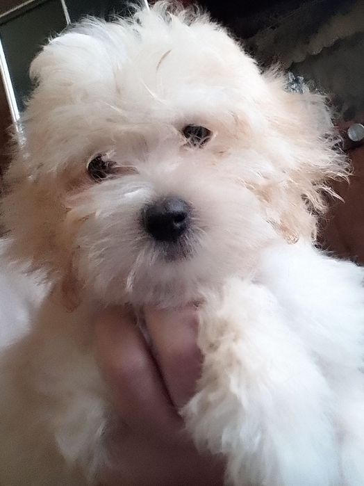 СРОЧНО!ЗНИЖКА !Мальтіпу дівчатка і хлопці