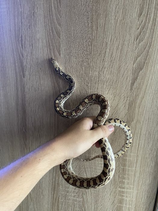 pituophis catenifer