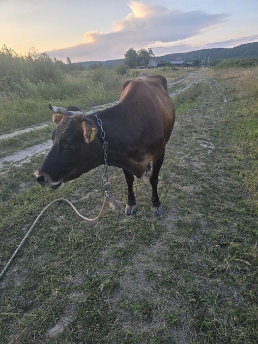 Джерсейска корова