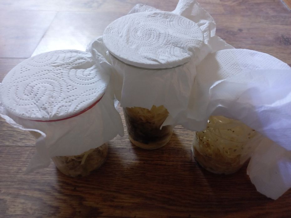 Muszki owocowki 2 gat