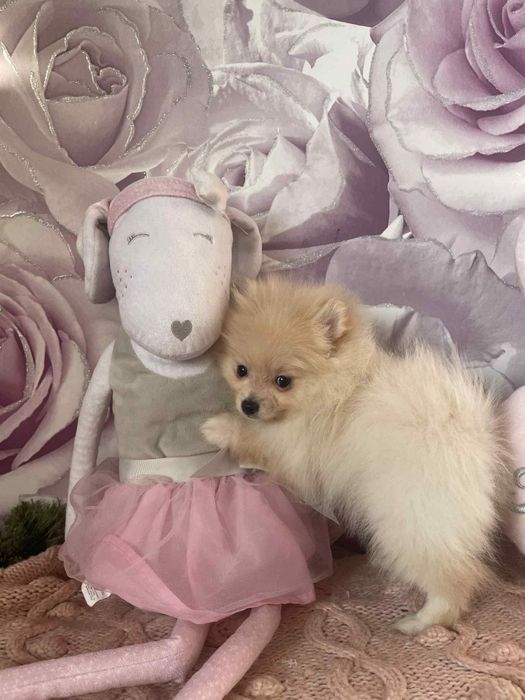 Pomeranian szpic miniaturowy suczka kremowa z rodowodem