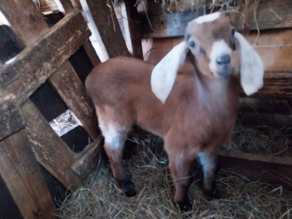 3 koziołki po mlecznej kozie