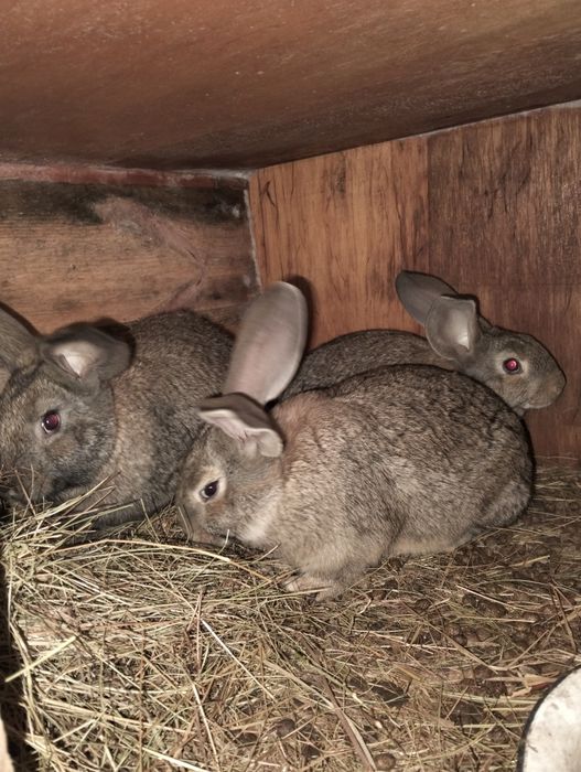 Кролики, кролик, 400 один