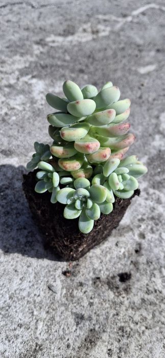 Suculentas e Cactos (variedades)