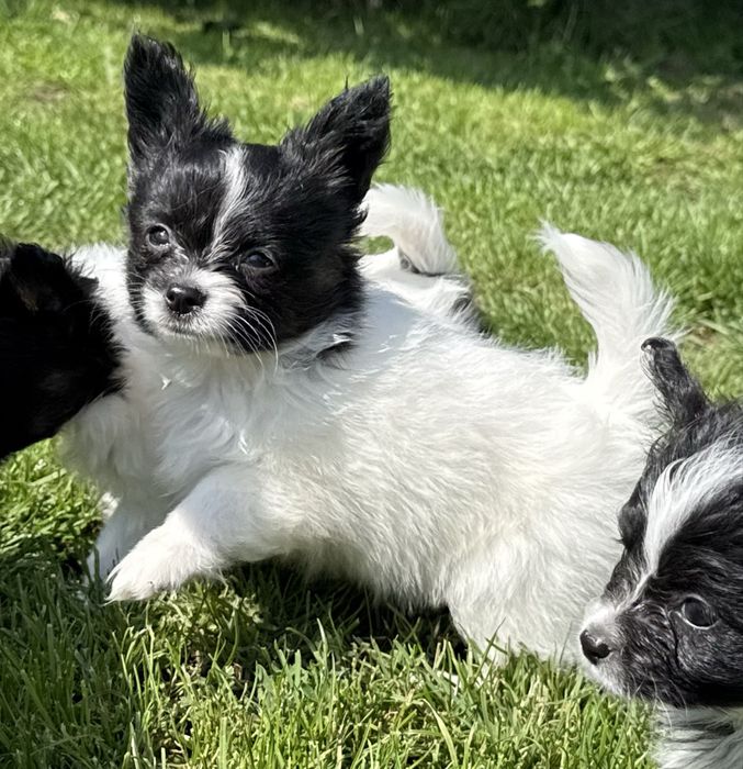 Papillon spaniel miniaturowy pies ZKwP FCI