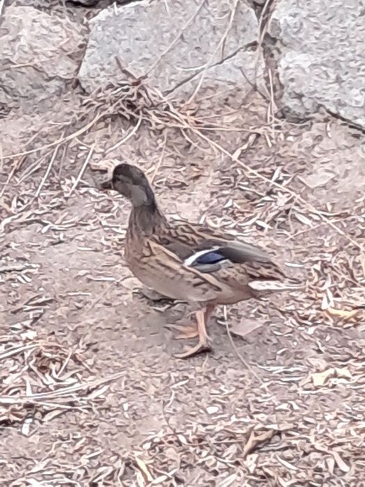 2 Patas Reais prontas a criar