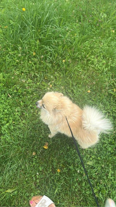 Suczka pomeranian tylko do końca grudnia