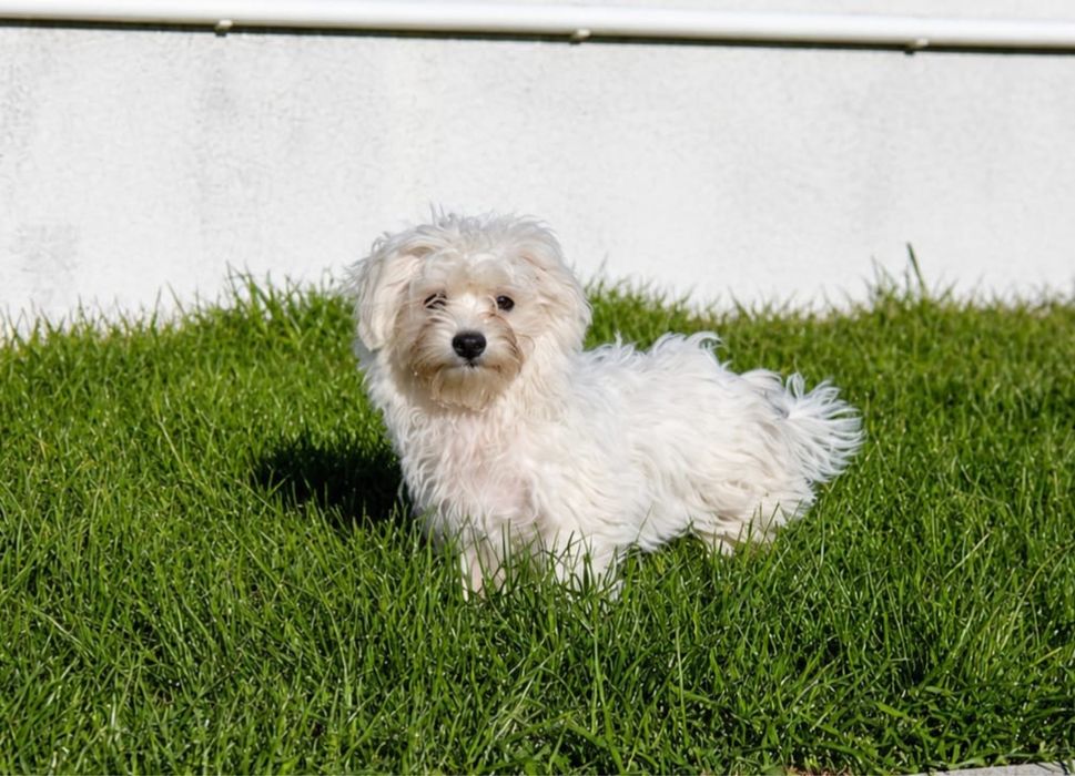 Bichon maltês machinho