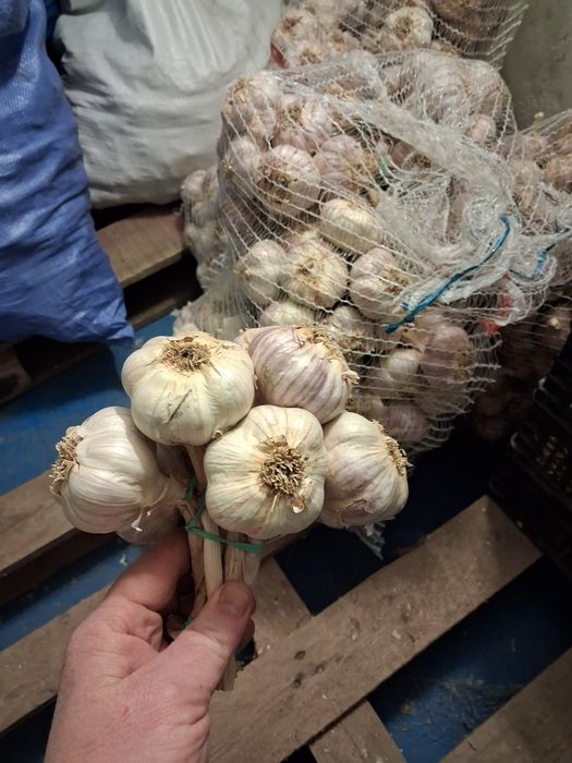 Czosnek Polski harnaś główki