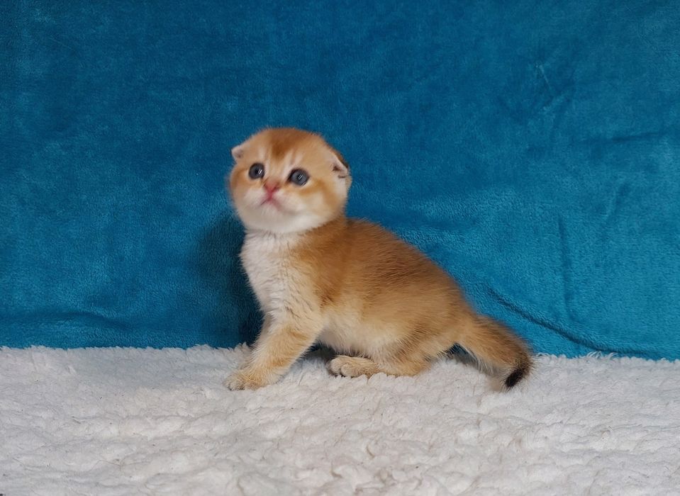 золота вісловушка в родину