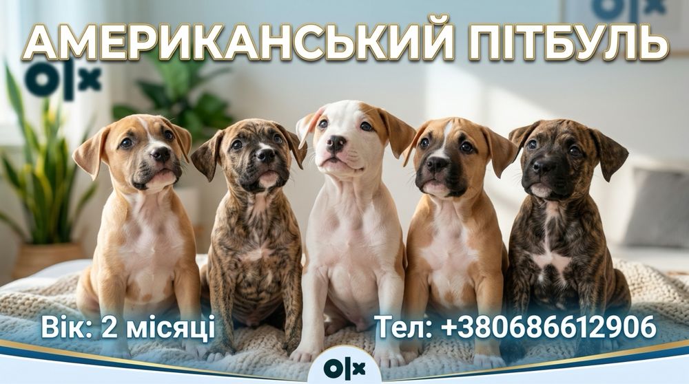 Шукають родину цуценята Американського пітбуля (2 міс.)