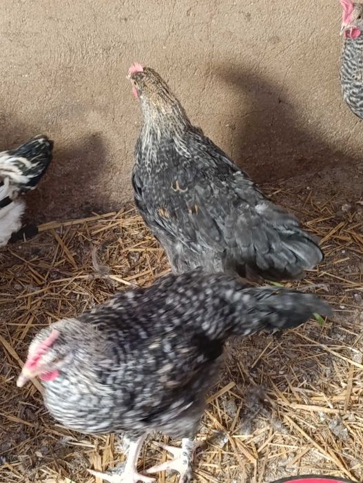 Galos Olive eggers