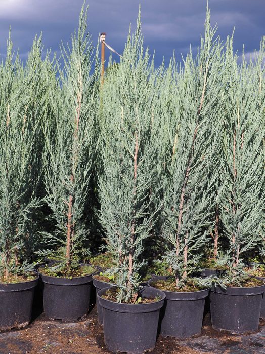 tuja brabant 100-140cm promocja Łabiszyn