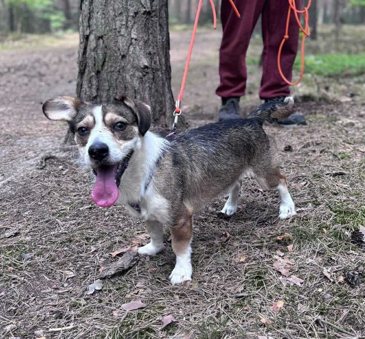 Młody czeka na dom!