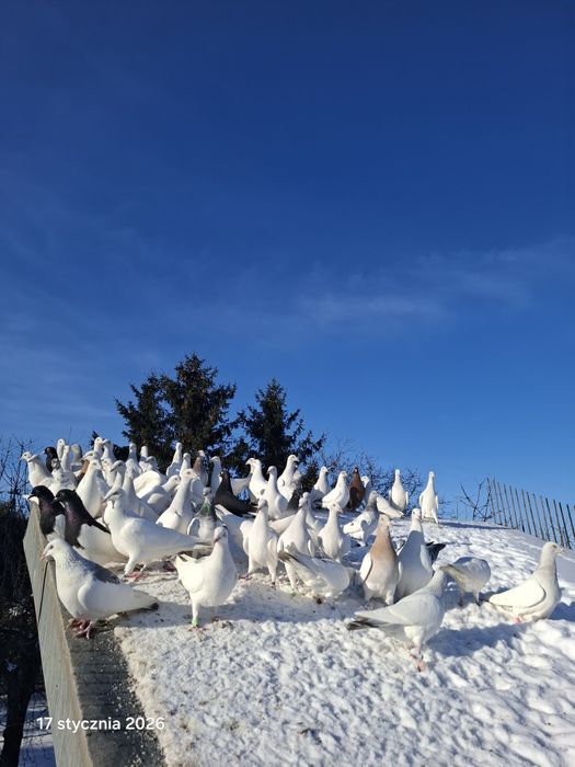 Lot gołębi jasnych perłowych.