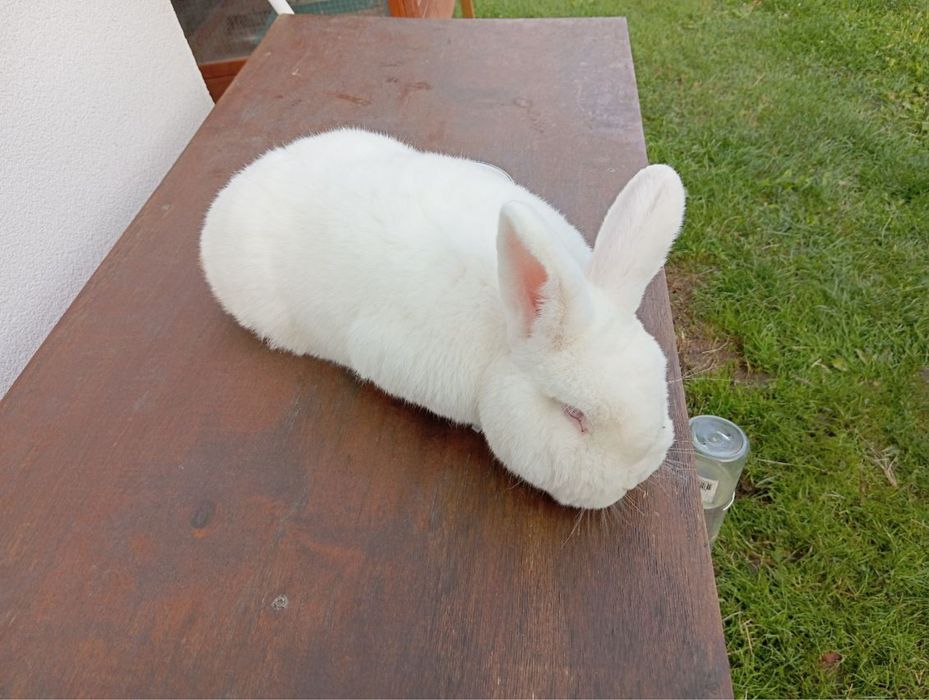 Króliki nowozelandzkie