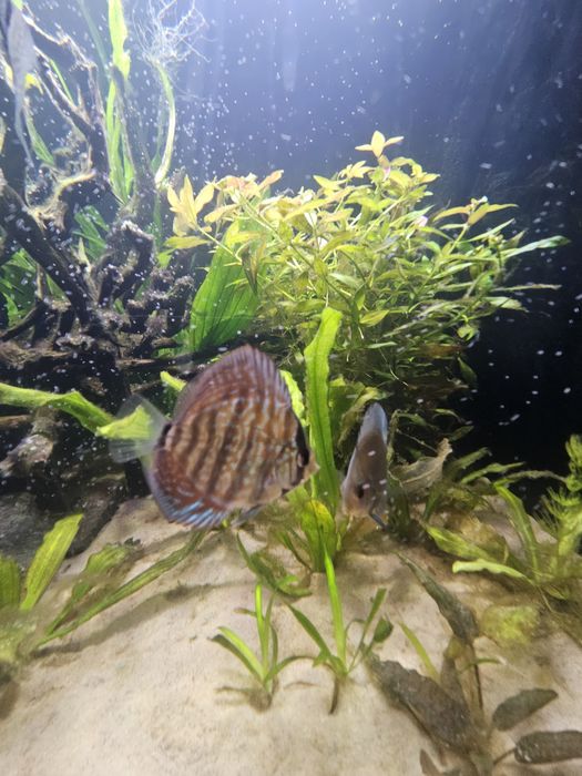 Sprzedam paletki ok 7-8cm