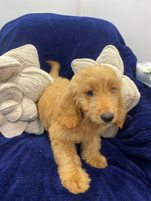 Sprzedam pięknego labradoodle