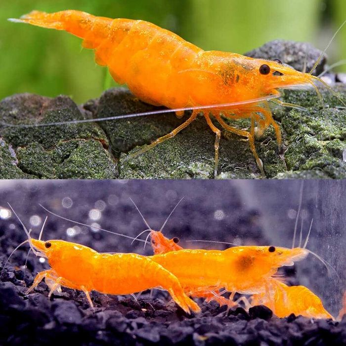 happyaquarium.pt - Neocaridina Orange