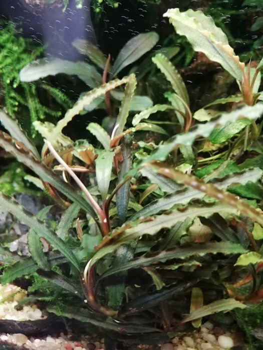 Bucephalandra 5 gatunków