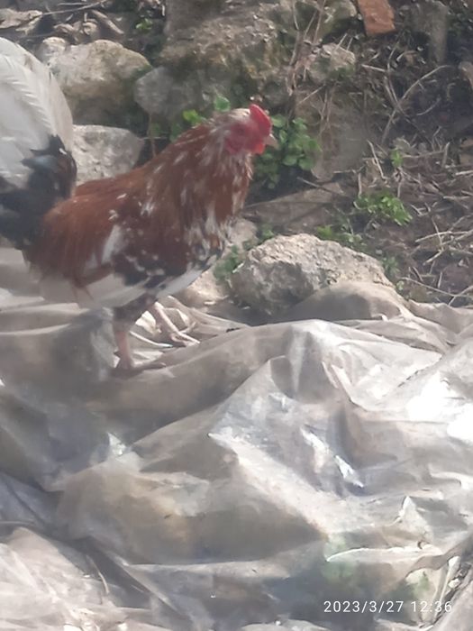 Продам Бентнамки