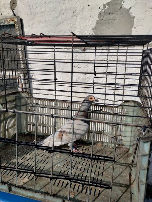 Gołębie ozdobne różne rasy