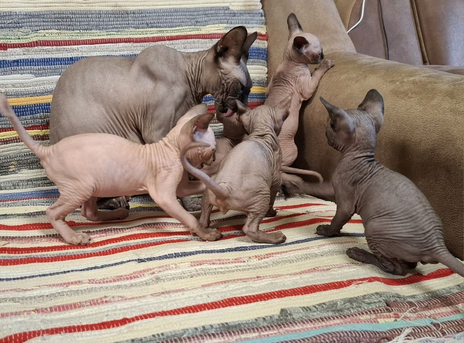 Котята Канадского сфинкса