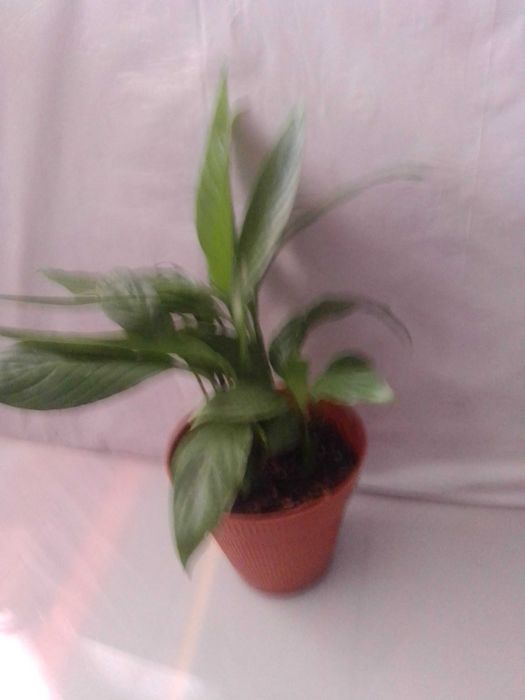 Plantas de interior/exterior