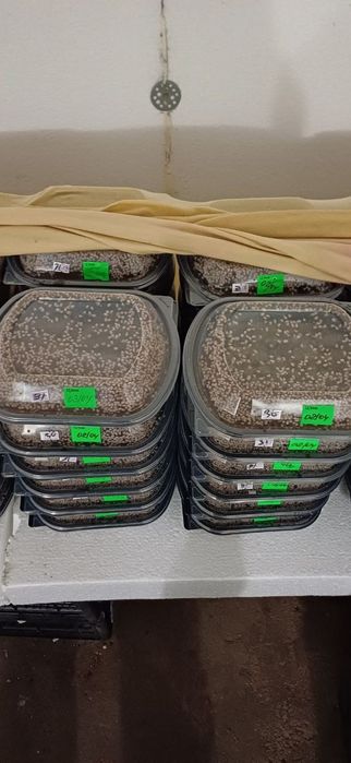 Мальок равлика Helix aspersa muller (мюллер) на 26 рік